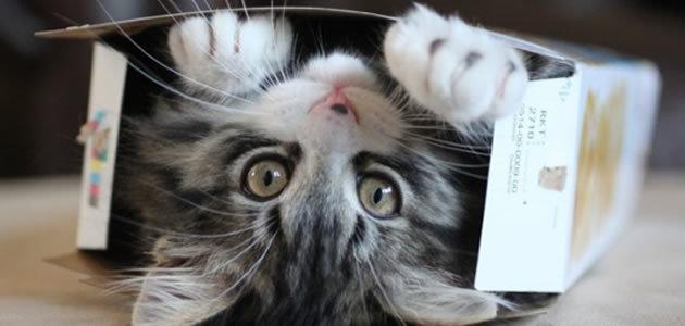 Por que os gatos se escondem em caixas?