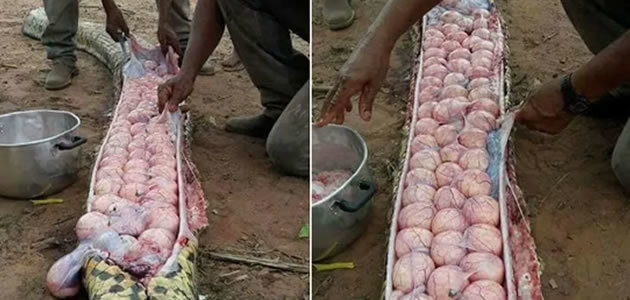 Agricultores matam cobra e descobrem dezenas de ovos