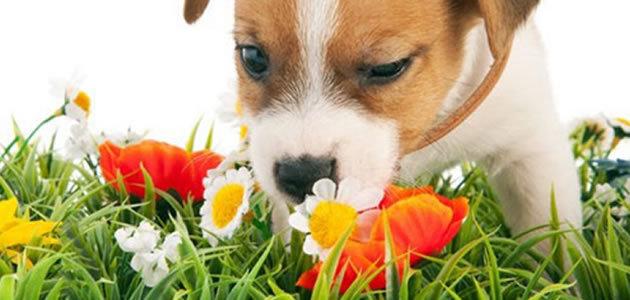 8 plantas que fazem mal ao seu animal de estimação