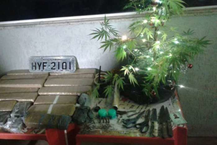 PM apreende pé de maconha usado como árvore de natal (Crédito: Reprodução)