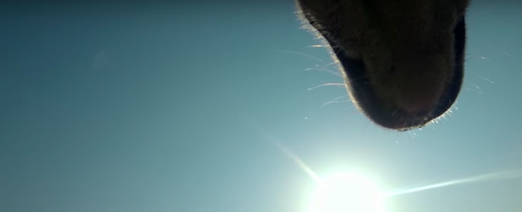 ONG coloca câmera em um cachorro de rua e imagens partem o coração