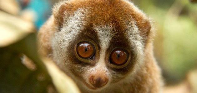 7 animais que podem desaparecer até o final do século