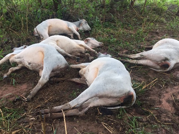 Raio matou sete cabeças de gado em uma fazenda (Crédito: Arquivo Pessoal)