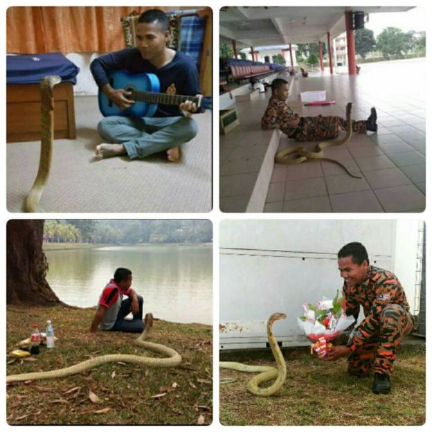 Hussin lida com cobras desde 2007 e treina outros bombeiros em Pahanga (Crédito: Arquivo Pessoal)