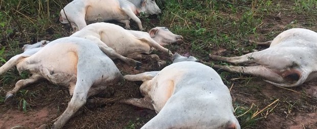 Raio mata sete cabeças de gado e provoca prejuízo de R$ 15 mil