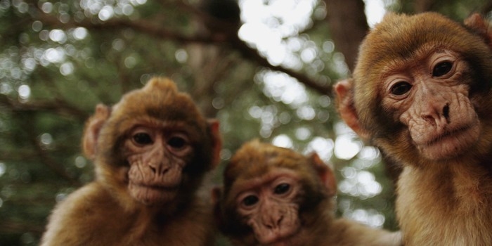 Incidente com macaco causou confronto com 16 mortos na Líbia