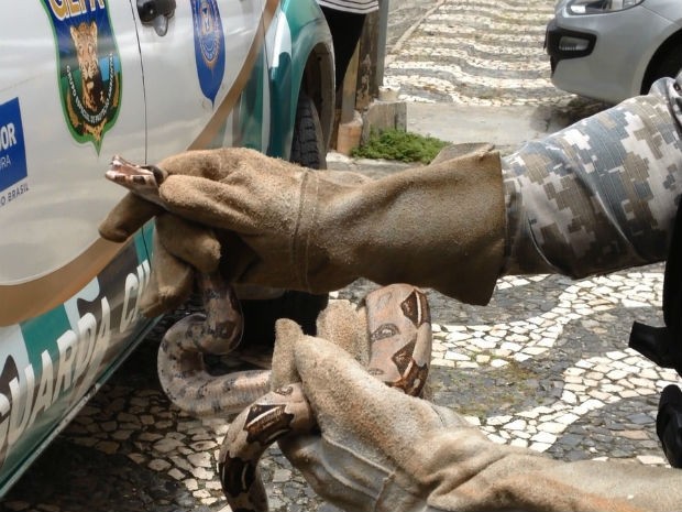 Cobra foi resgatada dentro de uma casa (Crédito: Reprodução / TV Bahia)