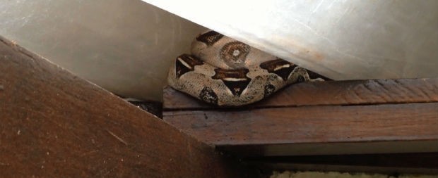 Mulher encontra cobra em casa enquanto tomava café da manhã