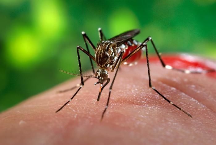 Aedes aegypti: transmissor da dengue, chikungunya e zika (Crédito: Reprodução)