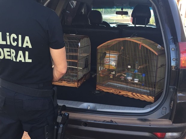 Polícia Federal combate à caça de animais silvestres no Maranhão (Crédito: Divulgação)