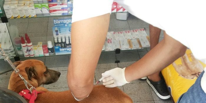 Agropet em nome do Dr. Lauro Weslley realiza o primeiro mutirão