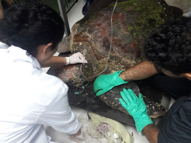 Biólogos salvam tartaruga gigante que engoliu artefato de pesca