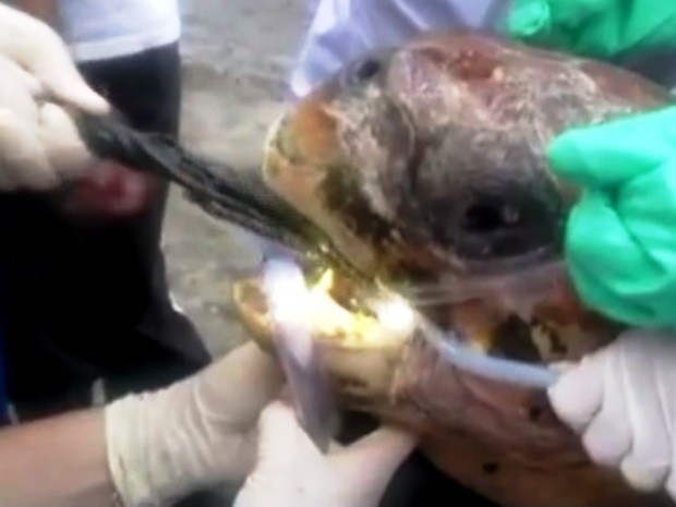 Biólogos salvam tartaruga gigante que engoliu artefato de pesca