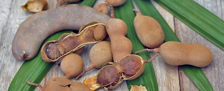 Folha do tamarindo é indicada para combater gordura no fígado