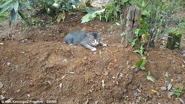 Gata vai diariamente visitar o túmulo de sua antiga dona (Crédito: Reprodução)