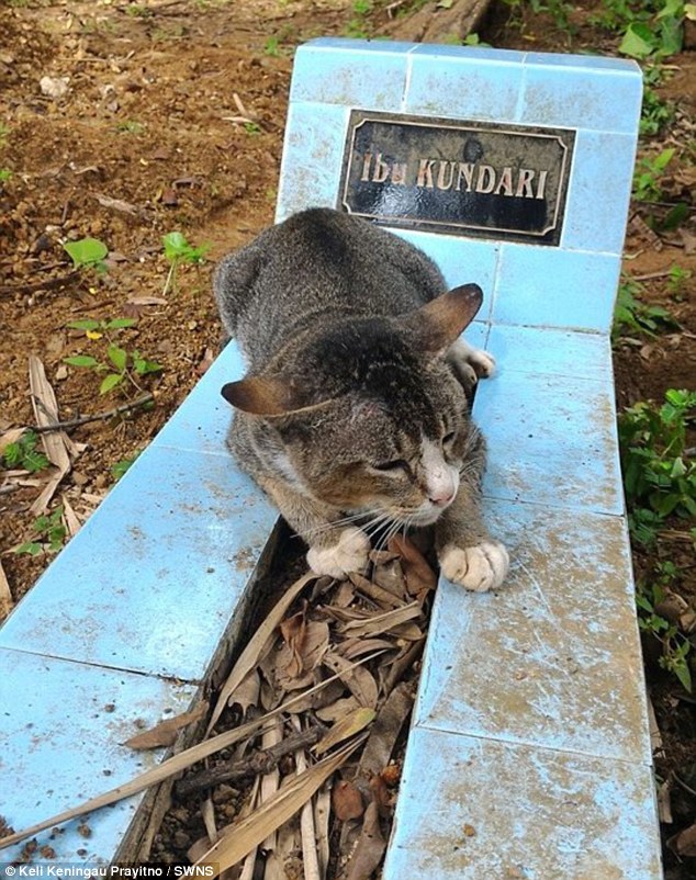 Gata vai diariamente visitar o túmulo de sua antiga dona (Crédito: Reprodução)