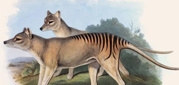 A verdade sobre reaparecimento do tigre-da-tasmânia