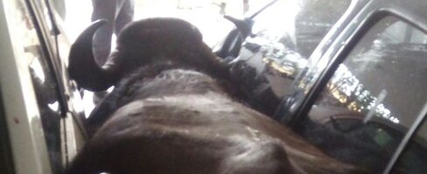 Búfalo acaba abatido por policial após invadir hotel em MG
