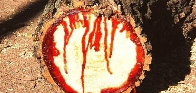 Árvore africana “chora sangue” ao ser cortada