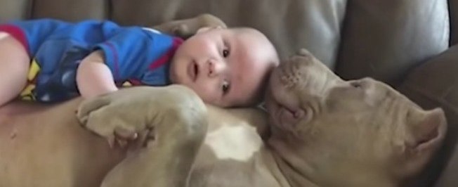 Vídeo de bebê no colo de cachorro com cara de mau viraliza na web
