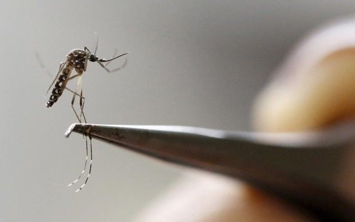 Aedes aegypti (Crédito: Reprodução)