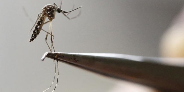 Conheça o Mayaro, mais um vírus transmitido pelo Aedes aegypti