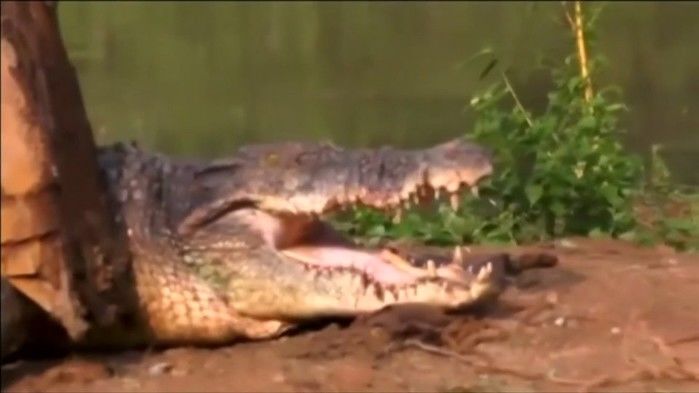 Crocodilo gigante foi devolvido a rio (Crédito: Reprodução/ Reuters)