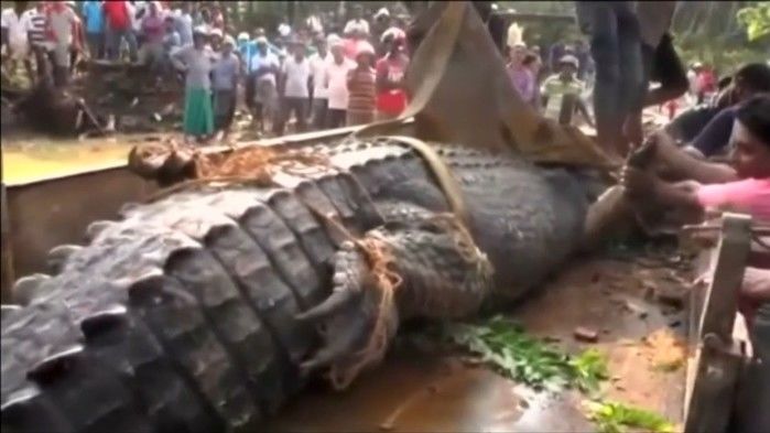 Crocodilo gigante foi devolvido a rio (Crédito: Reprodução/ Reuters)
