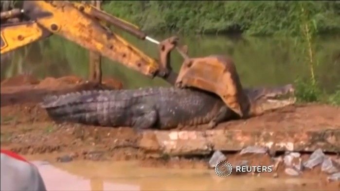 Crocodilo gigante foi devolvido a rio (Crédito: Reprodução/ Reuters)