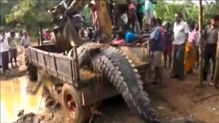 Crocodilo gigante foi devolvido a rio (Crédito: Reprodução/ Reuters)
