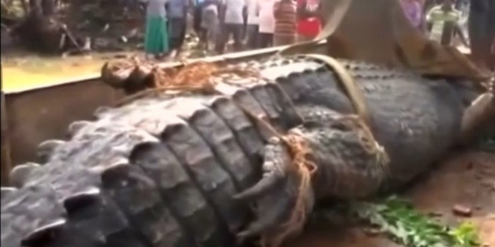 Crocodilo de 1 tonelada e 5,2 m é devolvido a rio com escavadeira