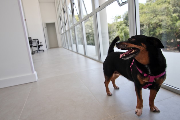 Bilionário doa verba para construção de hospital público animais