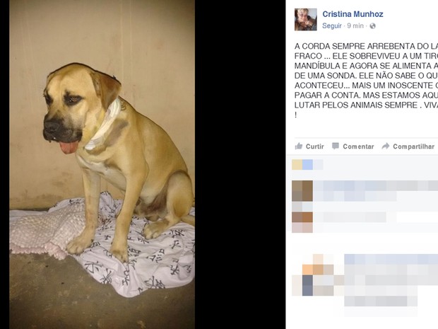 Cachorro foi socorrido e passa bem (Crédito: Reprodução)