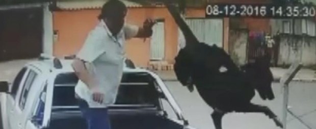 Cão jogado por cima de portão de ONG está com a pata ferida