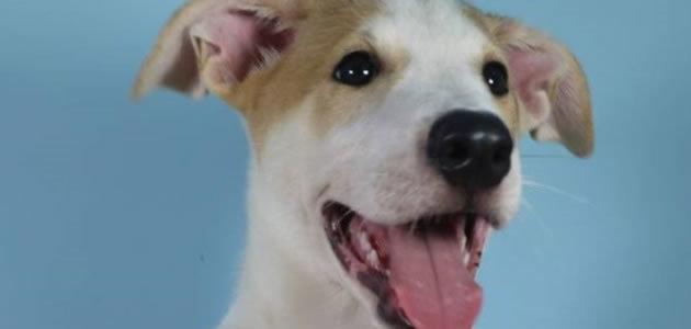 Família resolve clonar cão da família após morte
