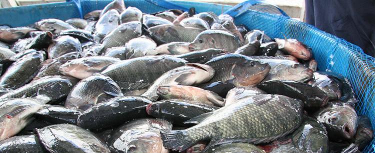 Doença misteriosa causa queda de 70% na venda de peixes em Salvador