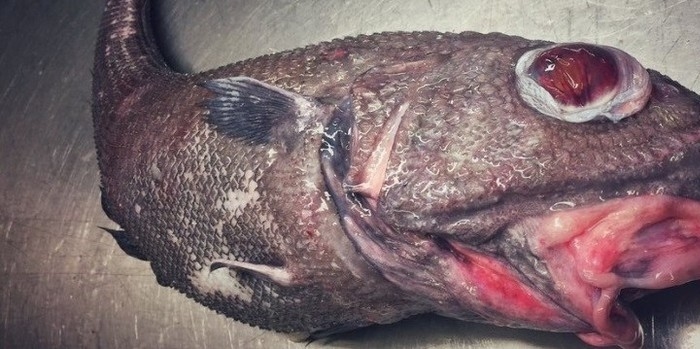 Pescadores encontram "monstros" das profundezas do Ártico