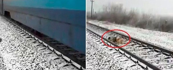 Cão protege a "namorada" ferida em linha férrea por 2 dias; vídeo