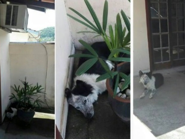 Cachorro foi encontrado em uma poça (Crédito: Reprodução)