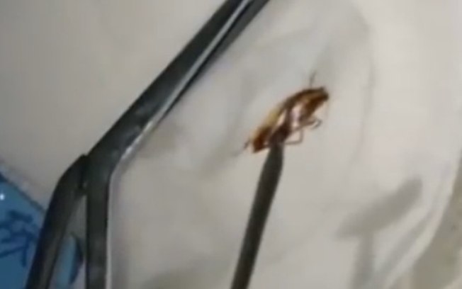Mulher sentia o inseto mexendo no ouvido