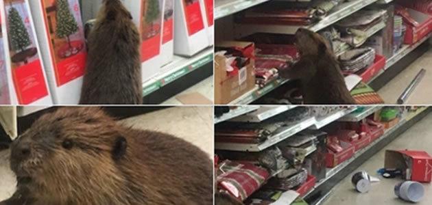 Castor é flagrado em loja buscando árvore de natal