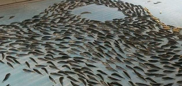 Parque cria pista de patinação com peixes mortos