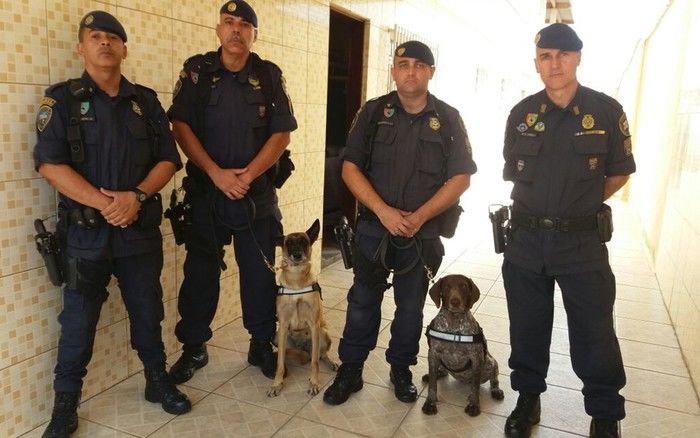 GCMs e cadelas que atuaram em busca por mulher cimentada na Zona Leste (Crédito: Reprodução)