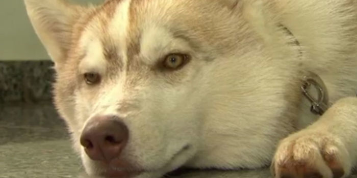 Homem posta fotos de cão furtado, e donos reencontram o animal