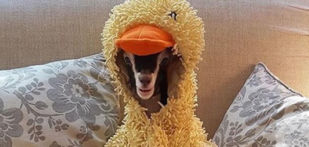Cabra usa fantasia de pato para tratar ansiedade