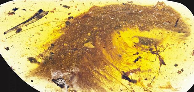 Cientista descobre cauda de dinossauro com penas preservadas