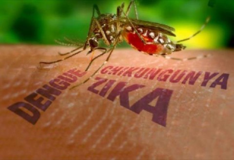 Novo teste irá detectar zika vírus em apenas cinco horas