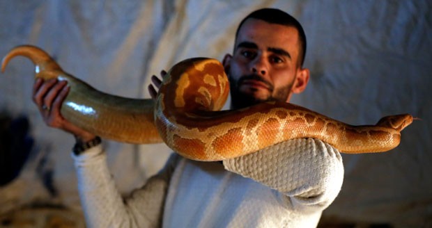 Omar Ibrahim costuma passear com suas cobras (Crédito: Ahmad Gharabli/AFP)