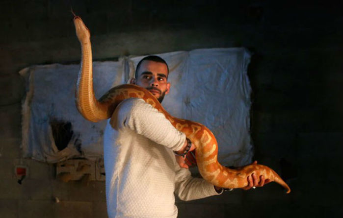 Omar Ibrahim segura píton-indiana albina na cidade de Nablus (Crédito: Ahmad Gharabli/AFP)
