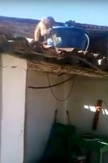 Macaco ameaça pessoas em bar (Crédito: Reprodução)
